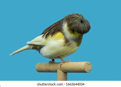 Gloster Fancy Canary Images Stock Photos Vectors Shutterstock