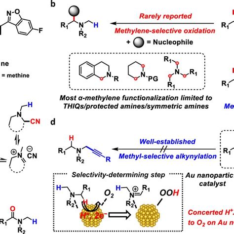 Overview Of The Oxidative α Ch Functionalisation Of Tertiary Amines A