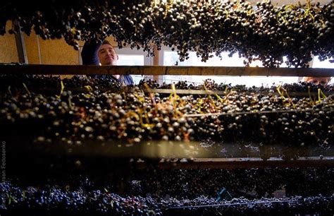 Ukrainian wine: exploring country through tastes and flavors – Rubryka