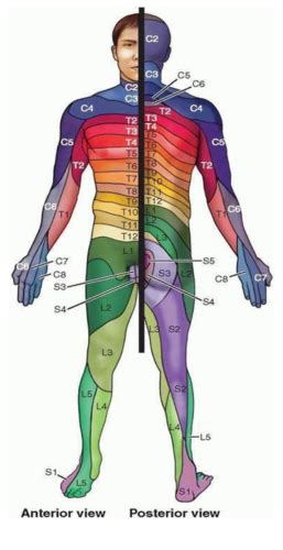 Gross Anatomy I Dermatome And Nerve Mapping Flashcards Quizlet