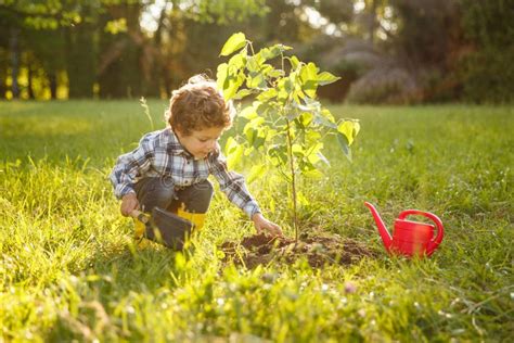 13566 Tree Pot Green Grass Stock Photos Free And Royalty Free Stock