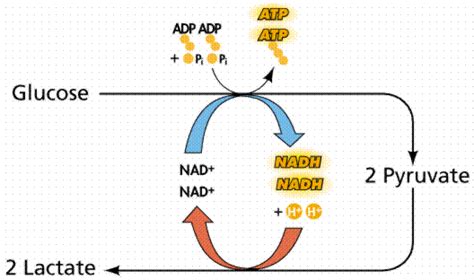 Cellular Respiration How Is Nad Used In Lactic Acid Fermentation