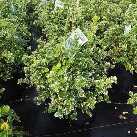 Euonymus Fortunei Emerald Gaiety Wintercreeper From Home Nursery