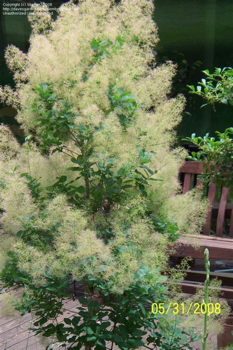 Plantfiles Pictures Cotinus Species European Smoke Tree Cookes