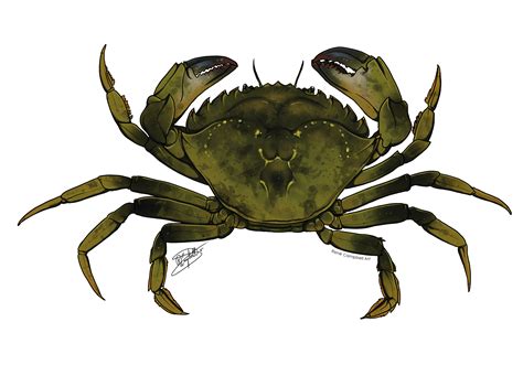 Carcinus maenas by ReneCampbellArt on DeviantArt