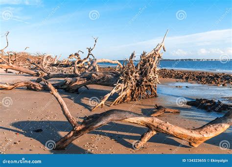 Driftwood Beach in Georgia stock image. Image of coastline - 134323655