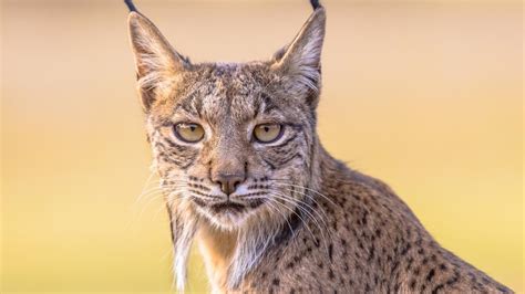 Espa A Logra Salvar O Lince Ib Rico A Opini N Da Coru A