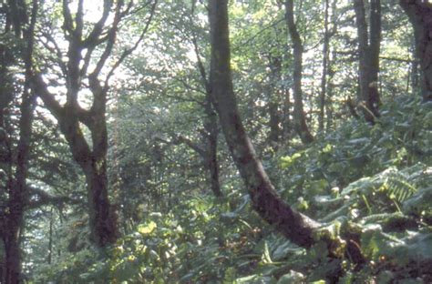 Vegetationskundliche Bewertung Der Wald Lebensraumtypen In Den