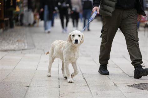 Psi Mogu Nanju Iti Nevjerovatne Stvari Ak I Bolesti