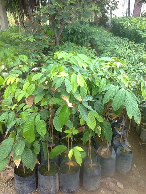 Fruit Trees For Sale Lanzones Seedling For Sale