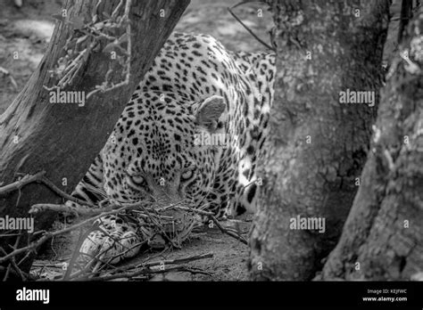 Leopardo Macho Grande Escondido Detrás De Un árbol En Blanco Y Negro En El Parque Nacional