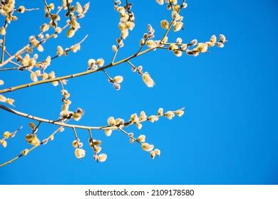 2 243 Pussy Willow Landscape Images Stock Photos Vectors Shutterstock