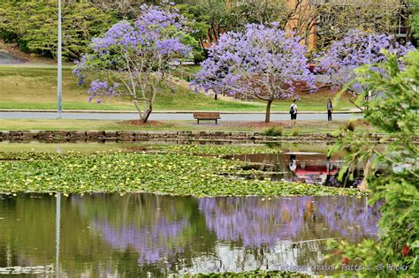 Jacaranda Of Uq The University Of Queensland Brisbane Aus Tatters