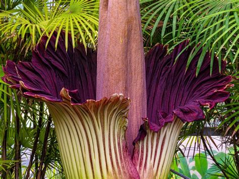 Corpse Flower Musky On Verge Of Blooming At Milwaukee Domes