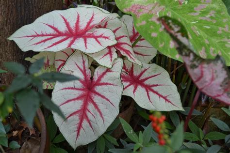 How To Care For Caladiums In Pots Caladiums Plant Care And