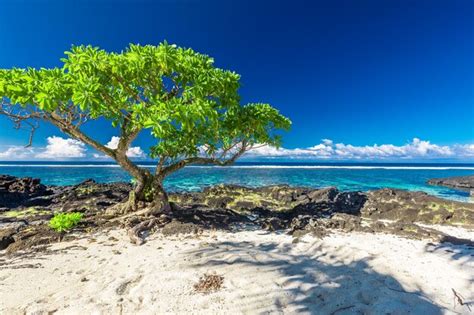 Playa Tropical En El Lado Sur De La Isla De Samoa Con Palmeras De Coco