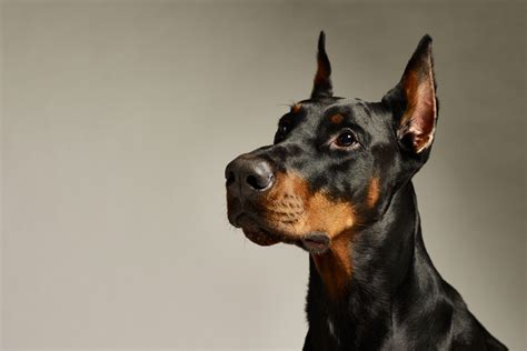 Doberman Pinscher | Great Pet Care