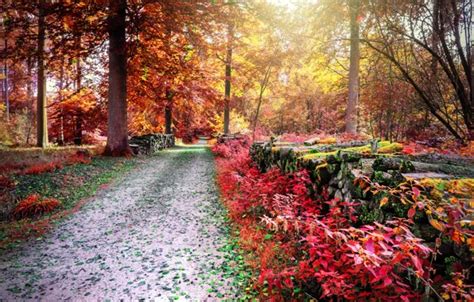 Wallpaper Road Autumn Forest Leaves Trees Park Forest Road For