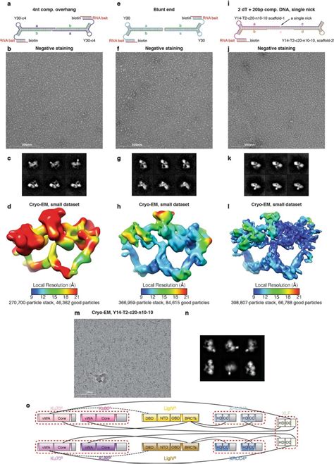 Optimization Of The Sr Synaptic Complex Assembly With Various Dna