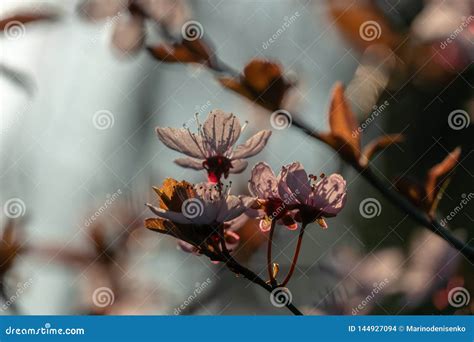 Prunus Cerasifera Pissardii Tree Blossom With Pink Flowers Spring Twig