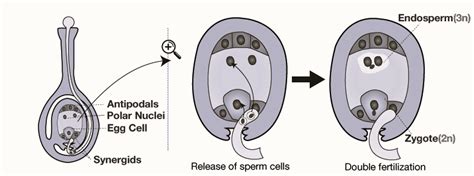 What is Double Fertilization? - Definition, Diagram, Significance