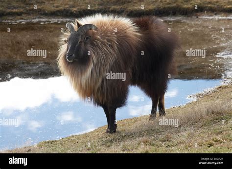 Himalayan tahr and new zealand hi-res stock photography and images - Alamy