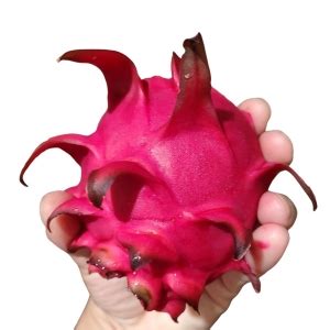 Muda de Pitaya Vermelha Colombiana Autofértil Pitayas MG Mudas