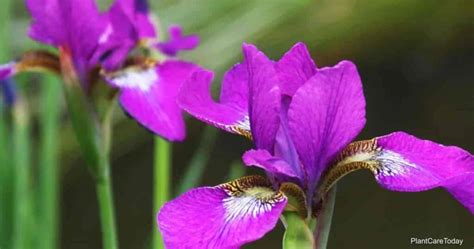 Blooming Iris Do Iris Flowers Change Their Colors
