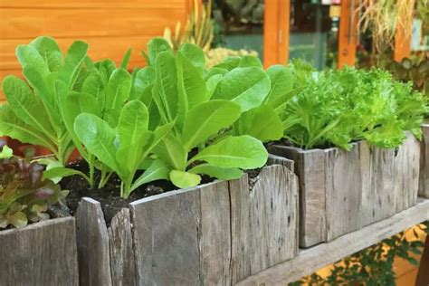 How To Grow Lettuce In Containers The Artisan Life