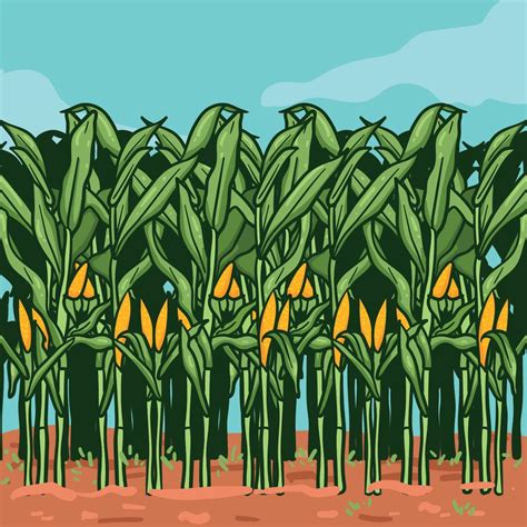 Corn Stalks on Farm illustration 173346 Vector Art at Vecteezy