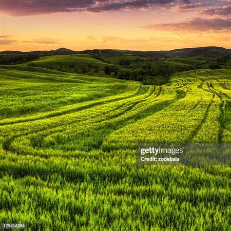 49652 Bush Field Stock Photos High Res Pictures And Images Getty