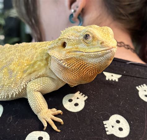 Adopted Pogona Vitticeps Bearded Dragon Margo Rescue