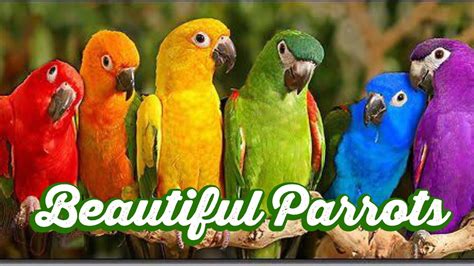 Beautiful Colourful Parrots Colourful Macaw Parrots Amazing Parrots