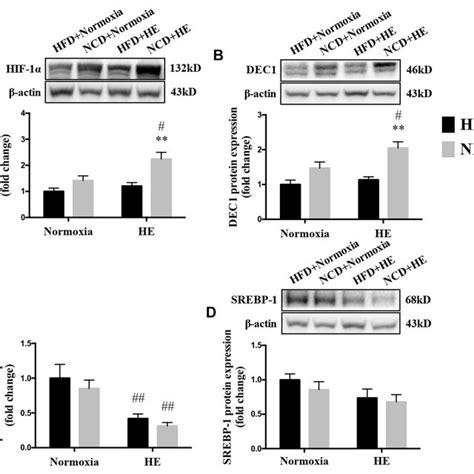 Changes In Protein Expression Of Hif A Dec B And Srebp D