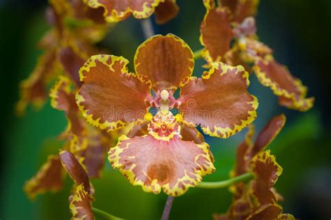 Oncidium hybrid stock image. Image of tropical, exotic - 70622511