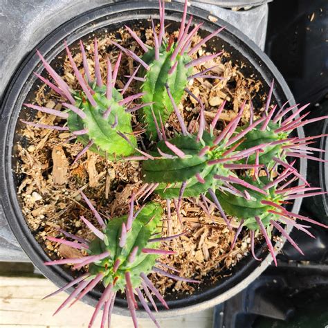 Euphorbia Enopla Pincushion Euphorbia