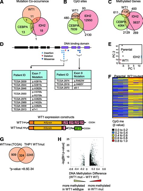 Mutant Wt Induces Dna Hypermethylation In Aml A Venn Diagram