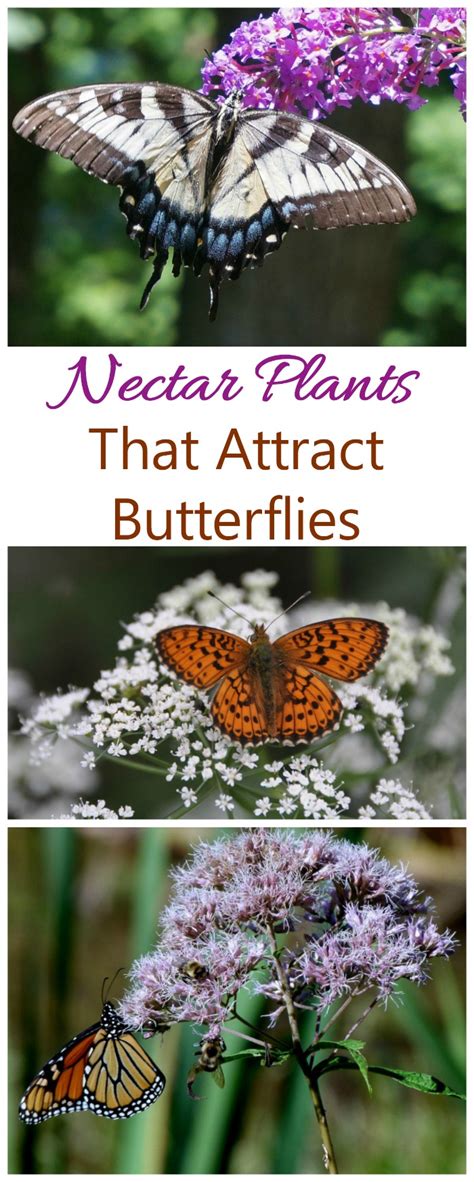 Attracting Butterflies Tips To Attract Butterflies To Your Yard Like