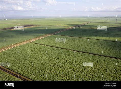 Fields Of Sugar Cane Stock Photo Alamy