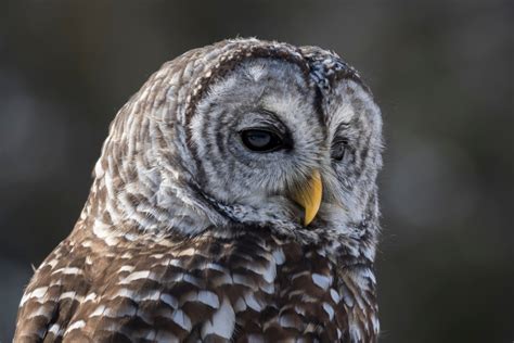 Killing Owls To Save Owls