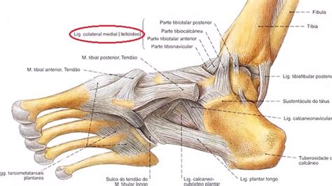 Optima Fisioterapia Entorse De Tornozelo