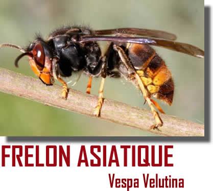 Le Frelon Asiatique Vespa Velutina