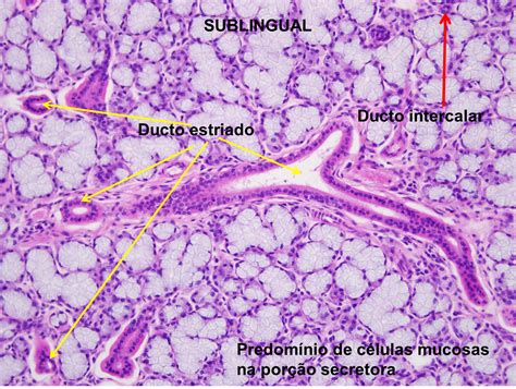 Histologia Da Glandula Sublingual Verloop Io