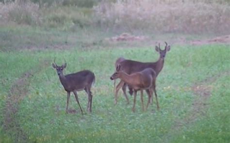 Ny State 13 Deer Harvest Nearly The Same As 12 Grand View Outdoors