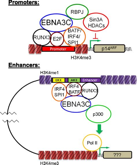 Epsteinbarr Virus Nuclear Antigen 3c Binds To Batfirf4 Or Spi1irf4