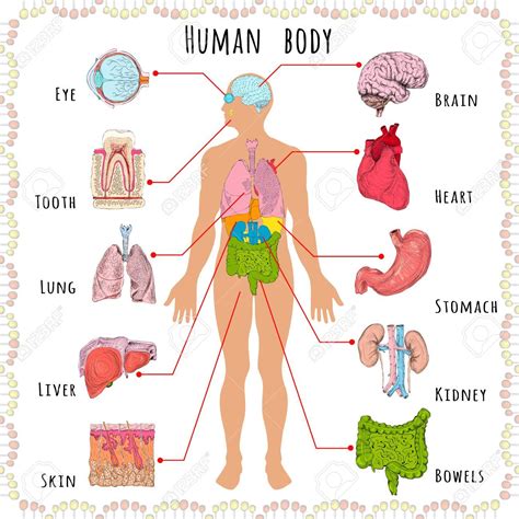 Anatomy Of Your Organs In Human Body