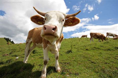 [43+] HD Cow Wallpapers | WallpaperSafari
