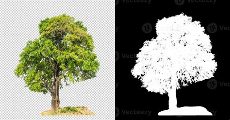 árbol Sobre Fondo De Imagen Transparente Con Ruta De Recorte árbol