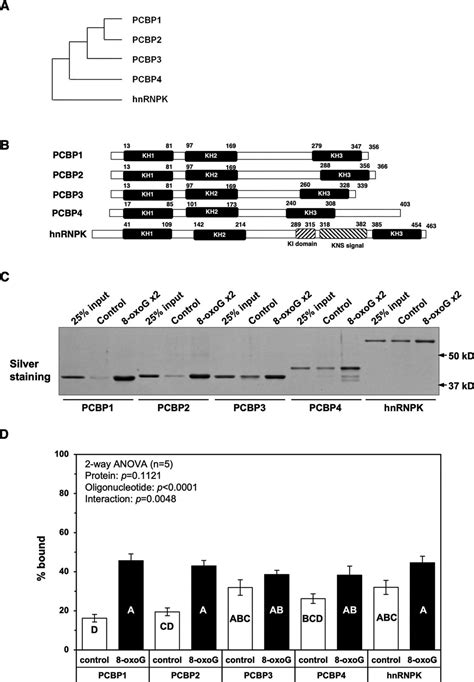 Pcbp And Pcbp Both Bind Heavily Oxidized Rna But Cause Opposing