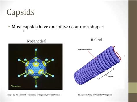 Virus Sturcture - My Wiki